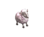 Sheep