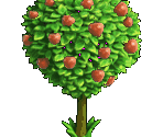 Apple Tree