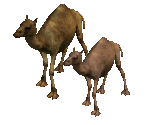 Camel