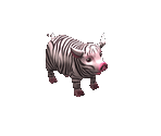 Zebrapig