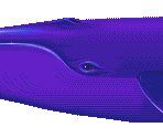 Blue Whale