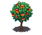 Apple Tree