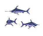 Swordfish