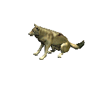 Dire Wolf