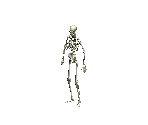 Base Skeleton
