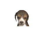 Dog Icons (DS/E3 2010)