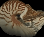 Nautilus