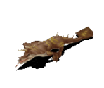 Lizard