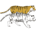 Tigers