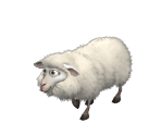 Sheep