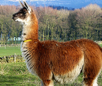 Alpaca