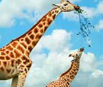 Giraffes