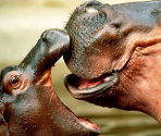 Hippopotamuses