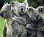 Koalas