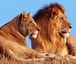 Lion & Lioness