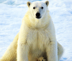 Polar Bear