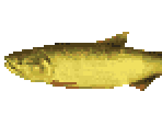 Dorado