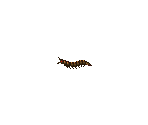 Centipede