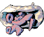 Misc. Objects