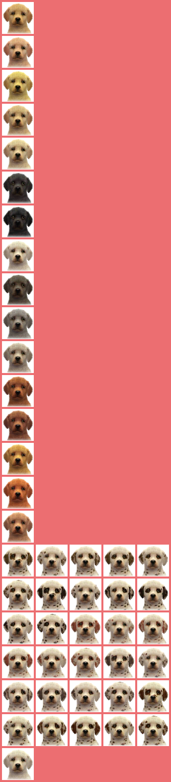 Labradors