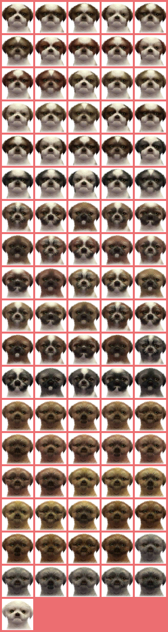 Shih Tzus