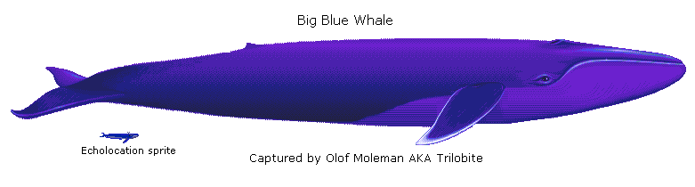 Big Blue Whale