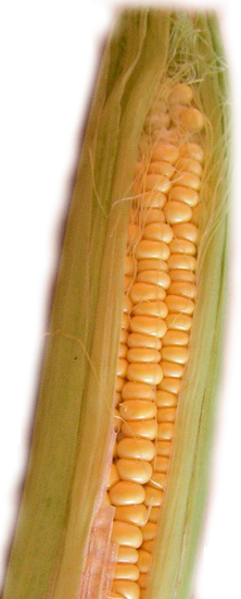 Corn