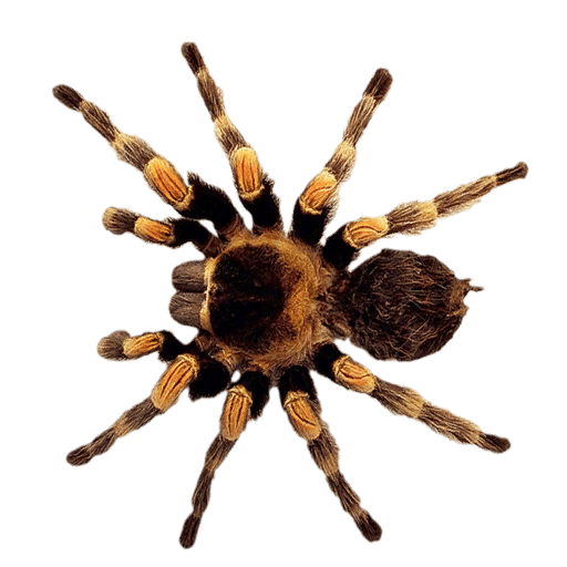 Tarantula