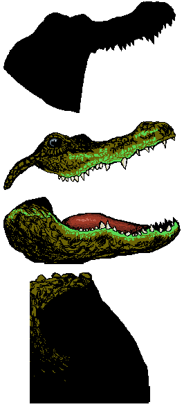 Alligator