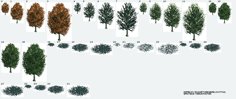Common Beech Tree