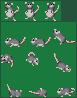 Rat