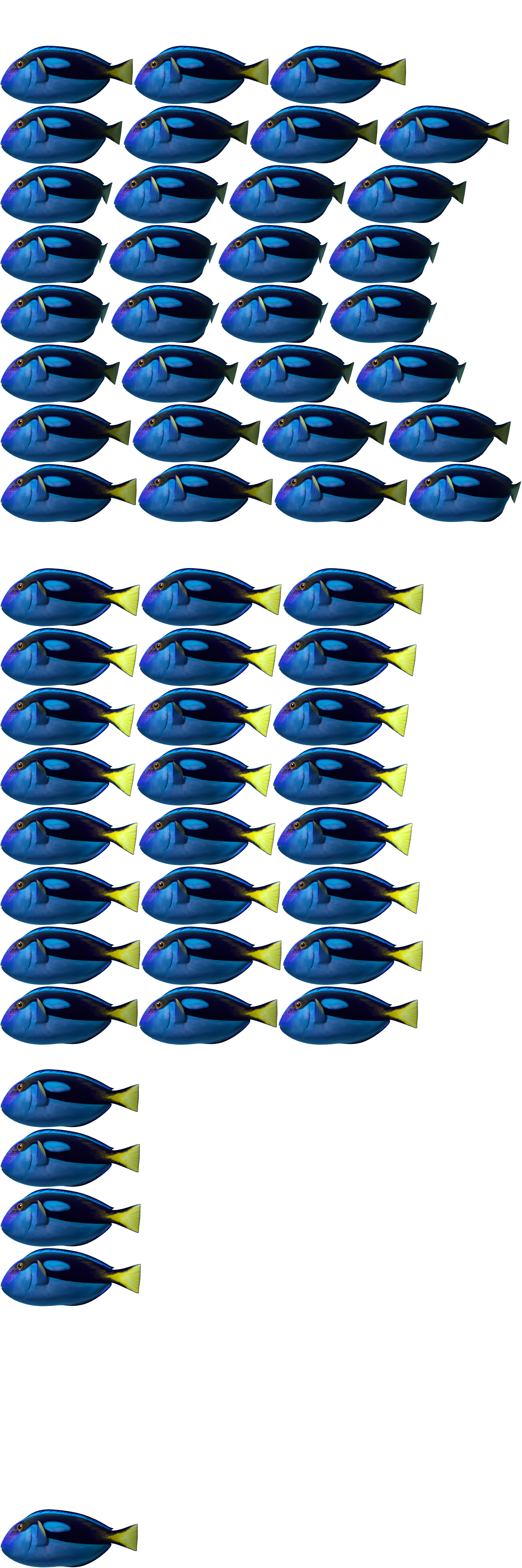 Regal Tang Fish