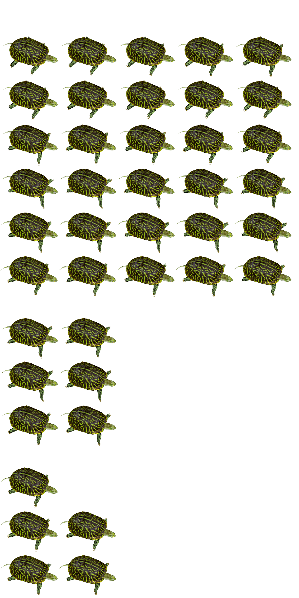 Turtle