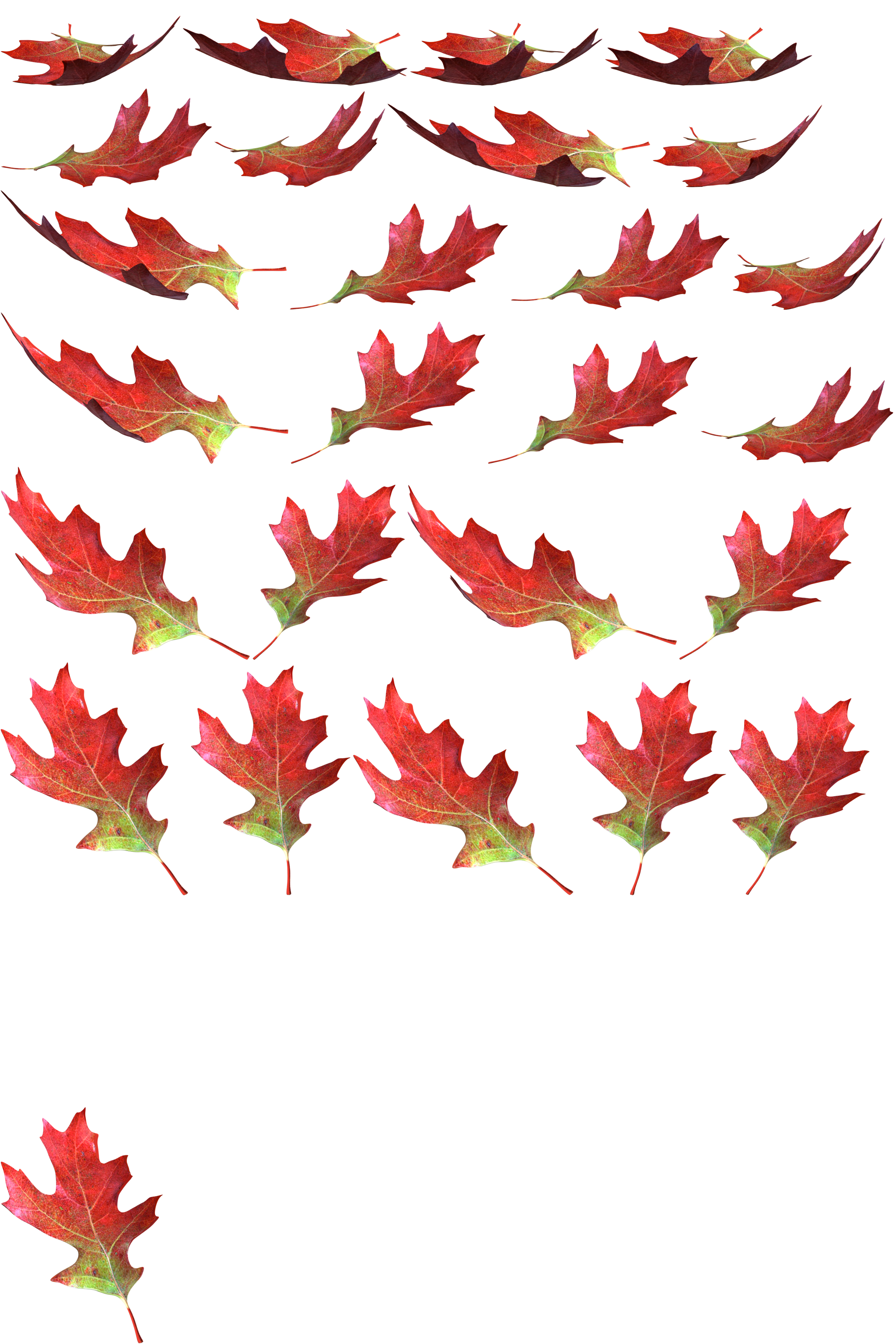 Leaf Red