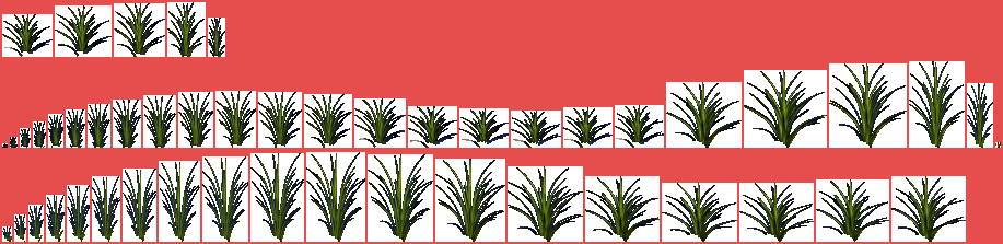 Fern