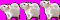 Rat