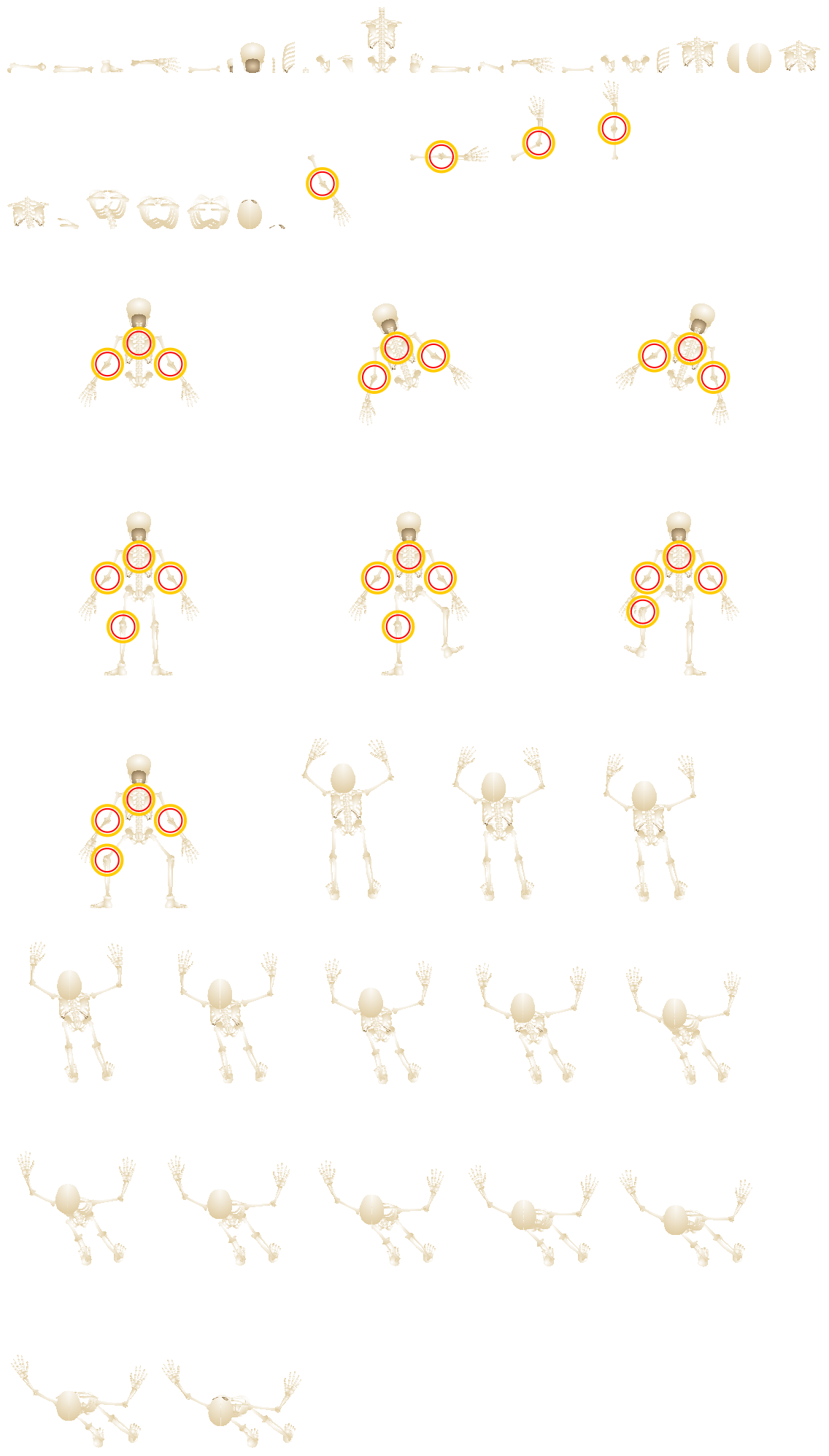 Skeleton