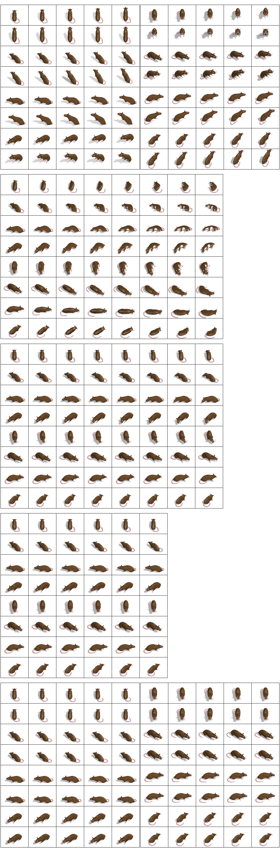 Rat