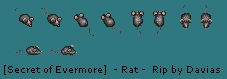 Rat