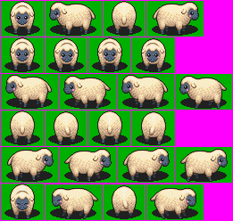 Sheep