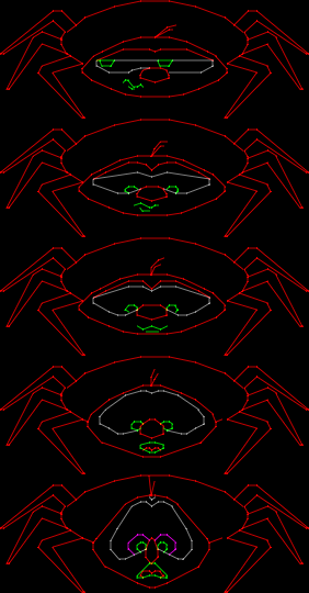 Level Select Spider