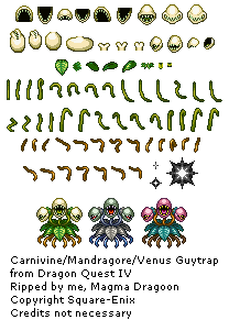 Carnivine / Mandragore / Venus Guytrap