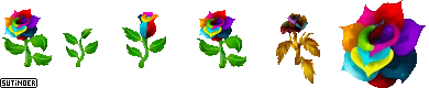 Fairy Farm - Rainbow Rose