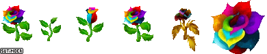 Rainbow Rose