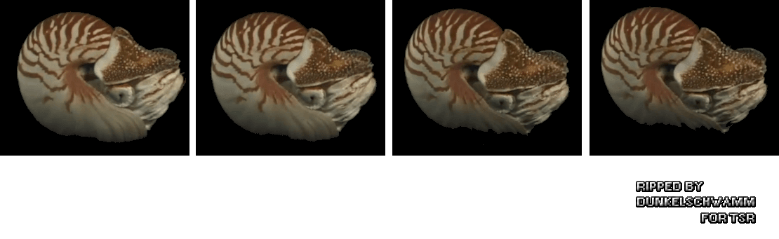 Nautilus