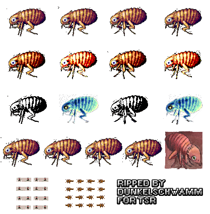 Gingiva - Flea