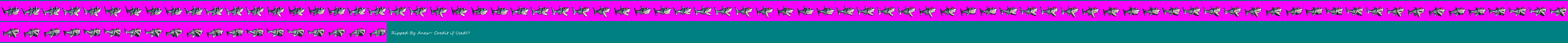 Shark