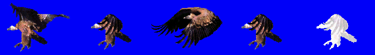 Eagle